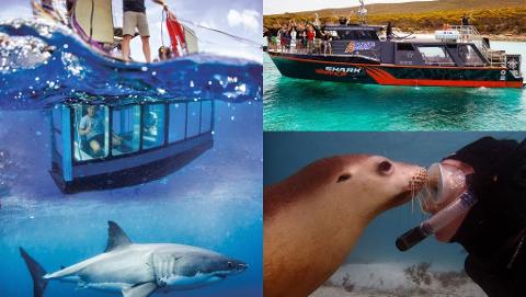 Ultimate Marine Adventure